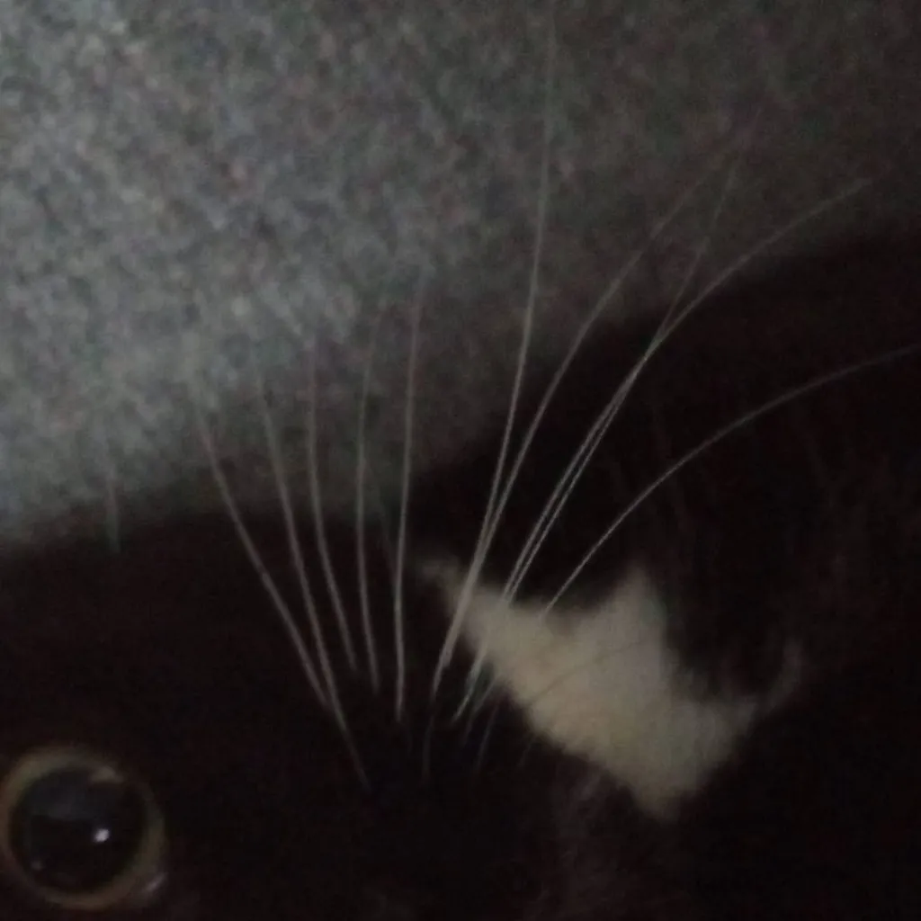 chat with ai character: Max