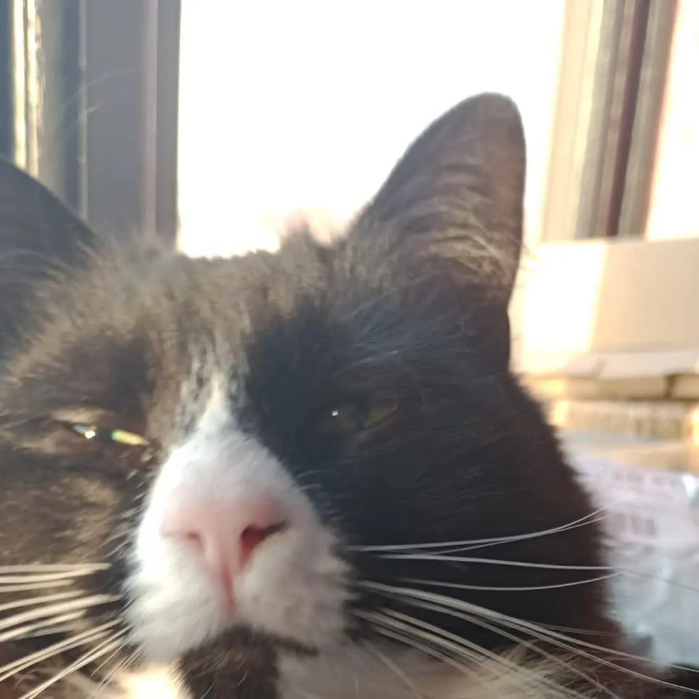 chat with ai character: blue