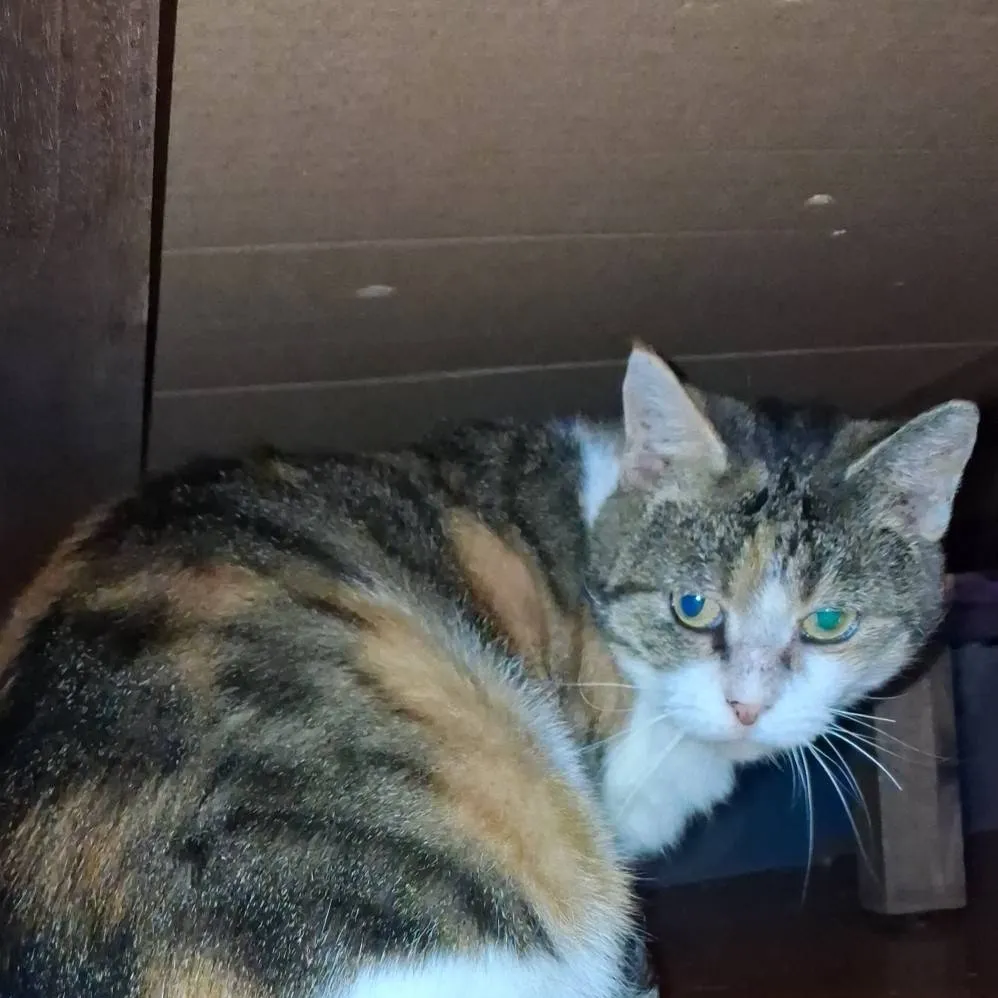 chat with ai character: Frankie