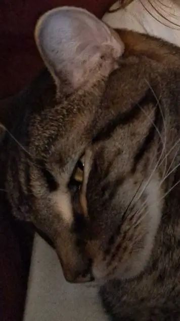 ai character: Hunter  background