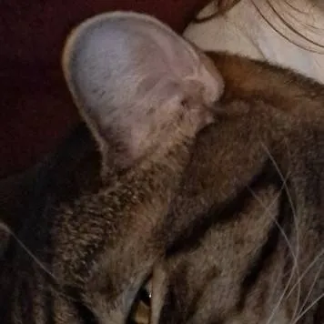 chat with ai character: Hunter 