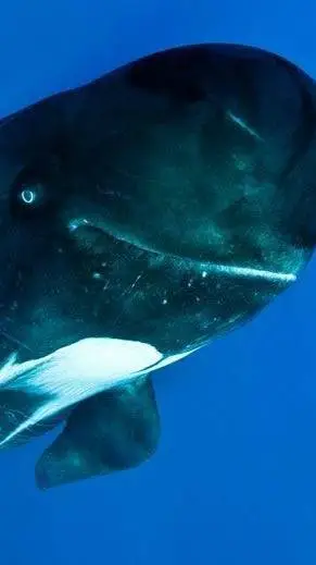 ai character: ballena piloto  background