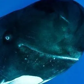 chat with ai character: ballena piloto 