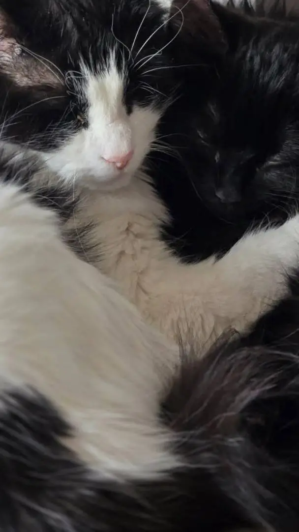 ai character: my two cats!!! :D background