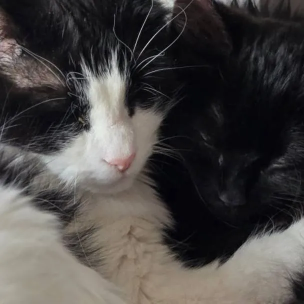 chat with ai character: my two cats!!! :D