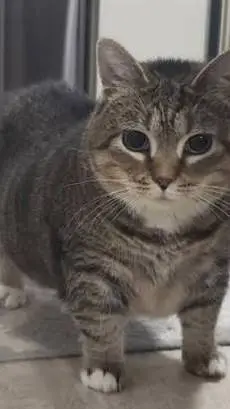 ai character: U I A cat (Ethel) background