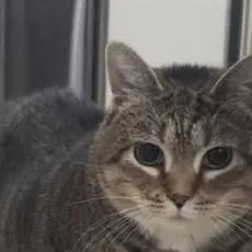 chat with ai character: U I A cat (Ethel)