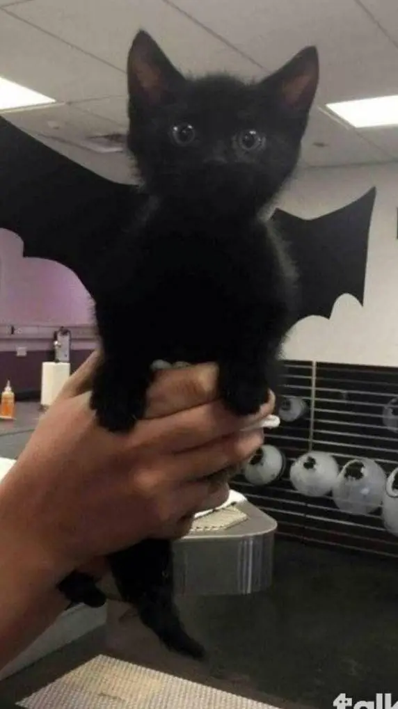 ai character: Mha new student ✨ background