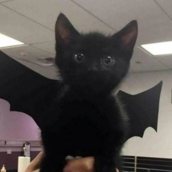 chat with ai character: Mha new student ✨