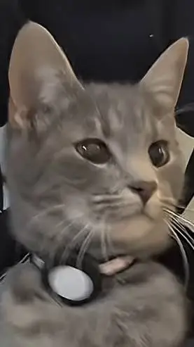 ai character: SCHOOL:) background