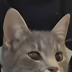 chat with ai character: SCHOOL:)