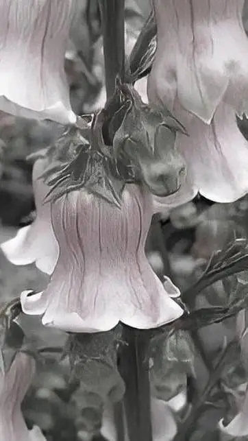 ai character: Kny pick me background