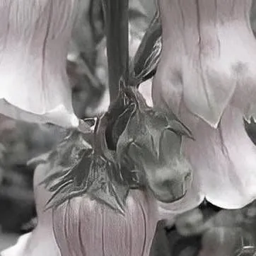 chat with ai character: Kny pick me