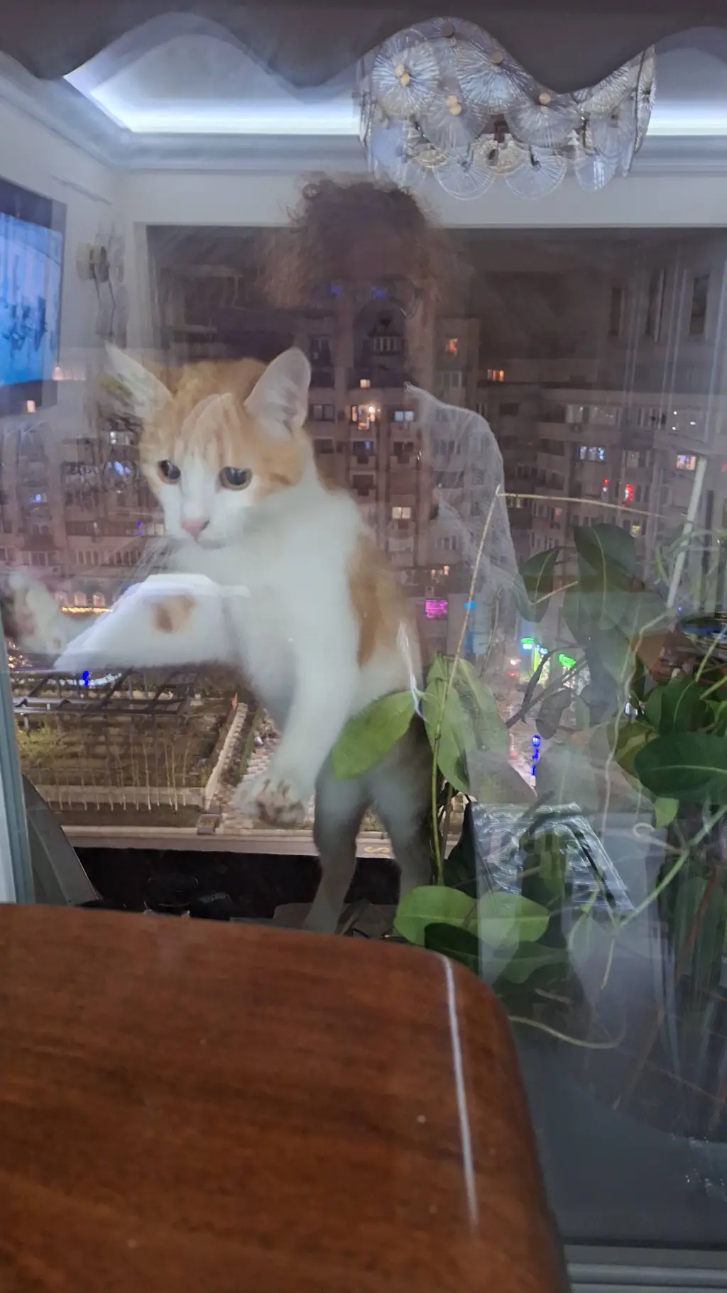 ai character: Bella  background