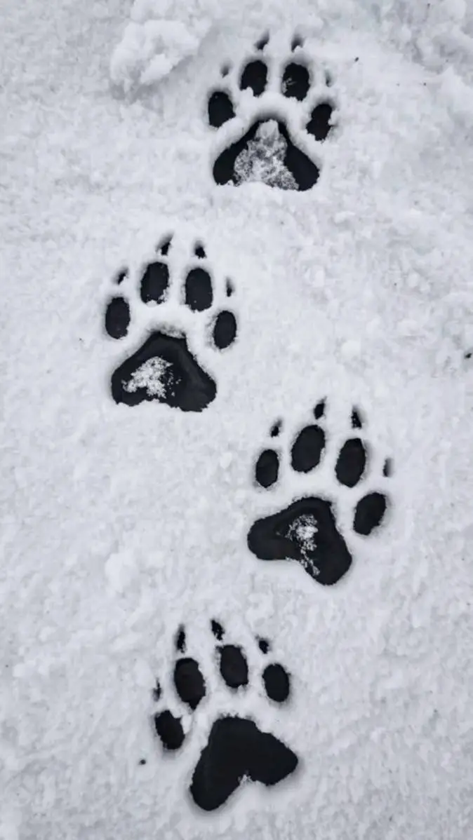 ai character: TADC but Wolves! background