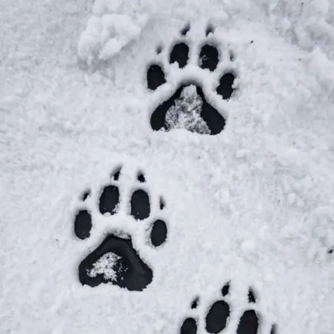 chat with ai character: TADC but Wolves!