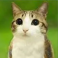 chat with ai character: MEOWL 