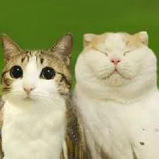 chat with ai character: lo amigos meowl 