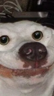 ai character: Happy dog background