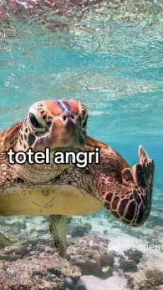 Talkie AI - Chat with Angry turtle