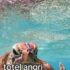 chat with ai character: Angry turtle