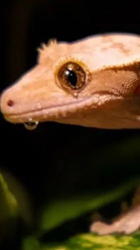 ai character: Sad crested gecko  background