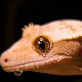 chat with ai character: Sad crested gecko 
