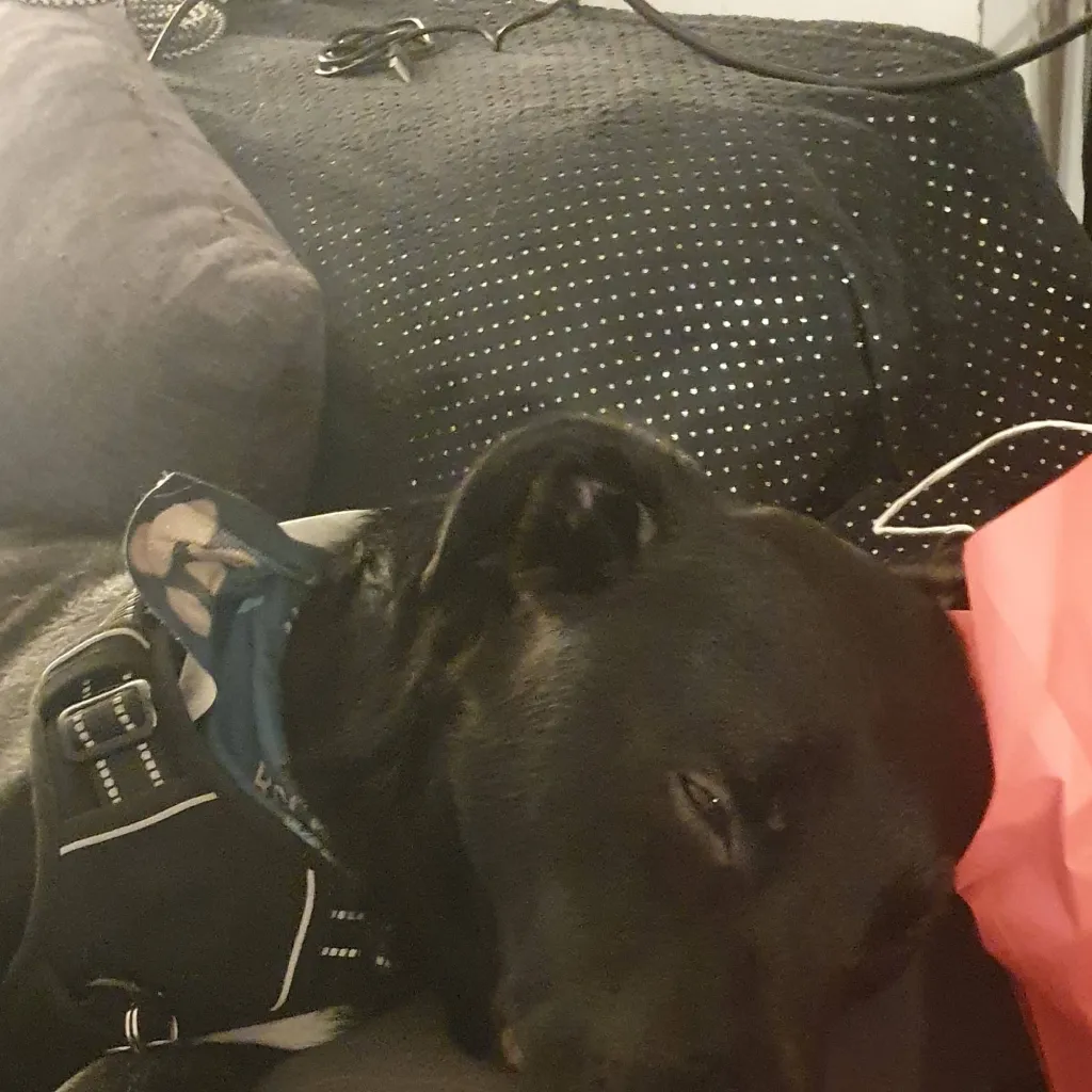 chat with ai character: roky