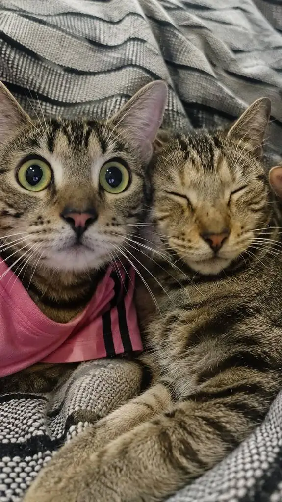 Talkie AI - Chat with Fluffy & messy CAT