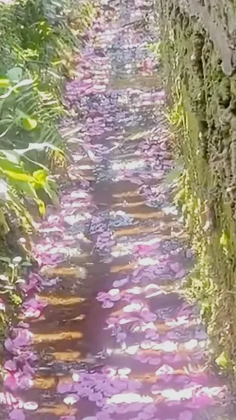 ai character: Cod in forest background