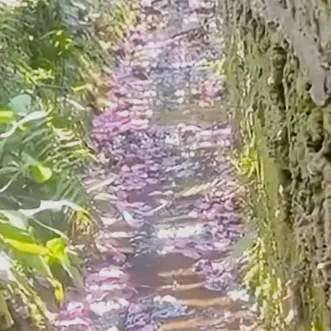 chat with ai character: Cod in forest