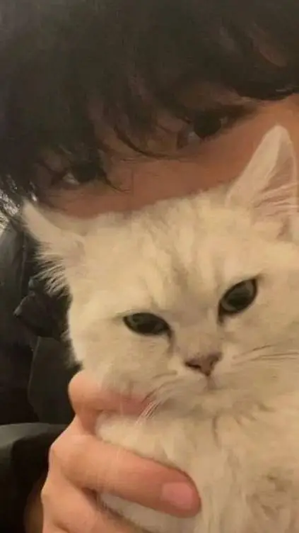 Talkie AI - Chat with ollie