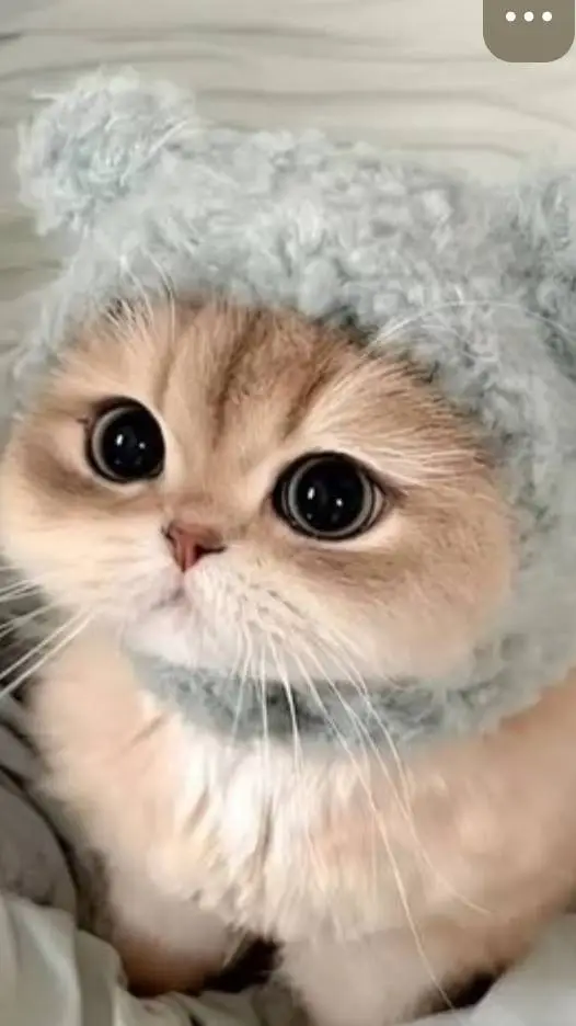 ai character: un gato bonito background