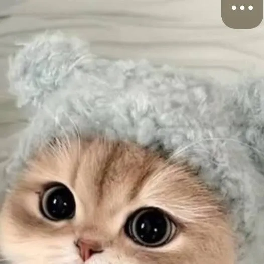 chat with ai character: un gato bonito