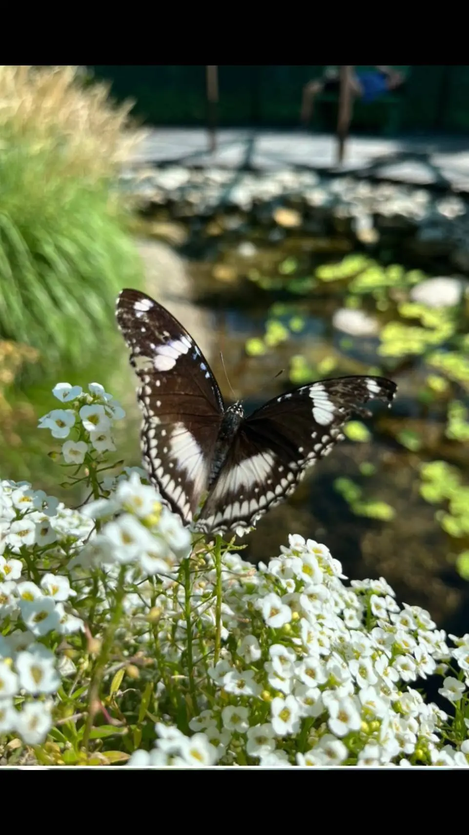 ai character: shinobu  background