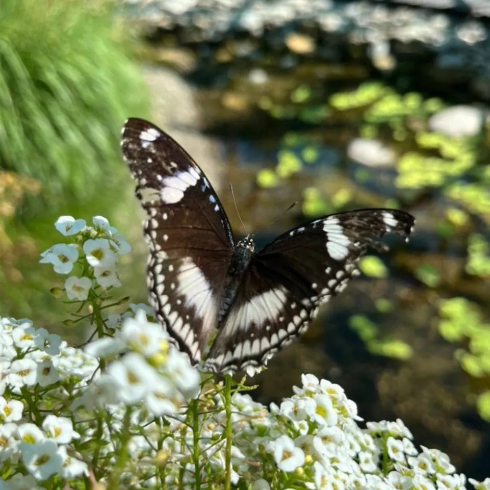 chat with ai character: shinobu 