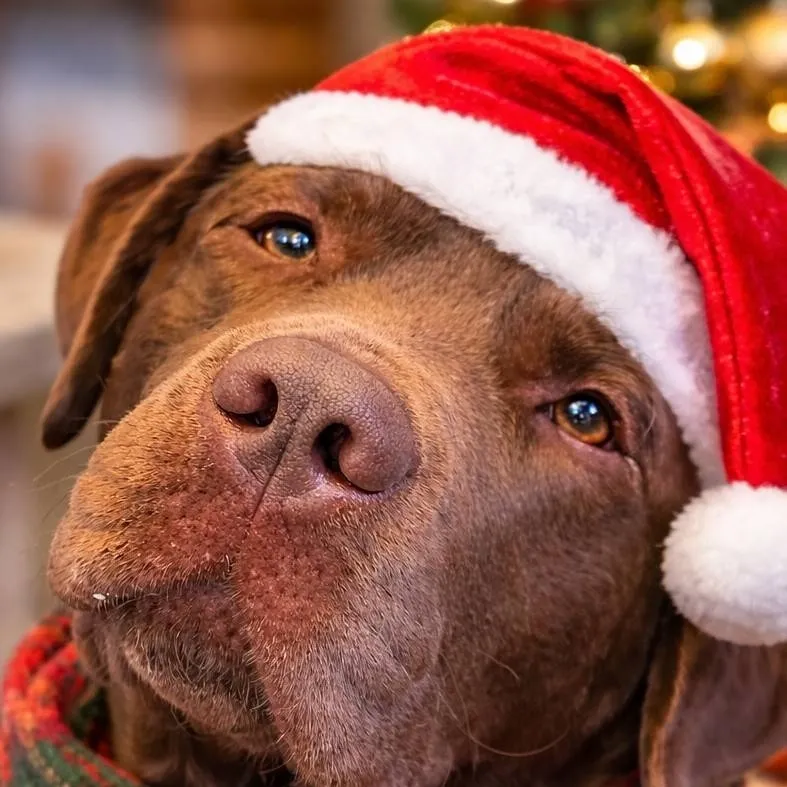 chat with ai character: toby