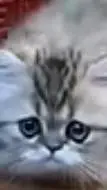 ai character: cat background