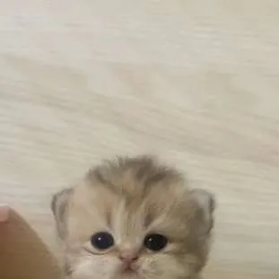 chat with ai character: Gato michi