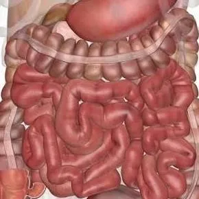 chat with ai character: Intestines