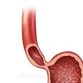 chat with ai character: Stomach