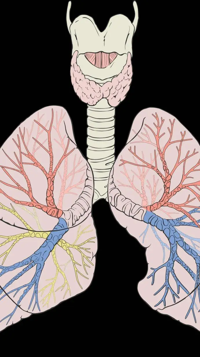 ai character: Lungs background