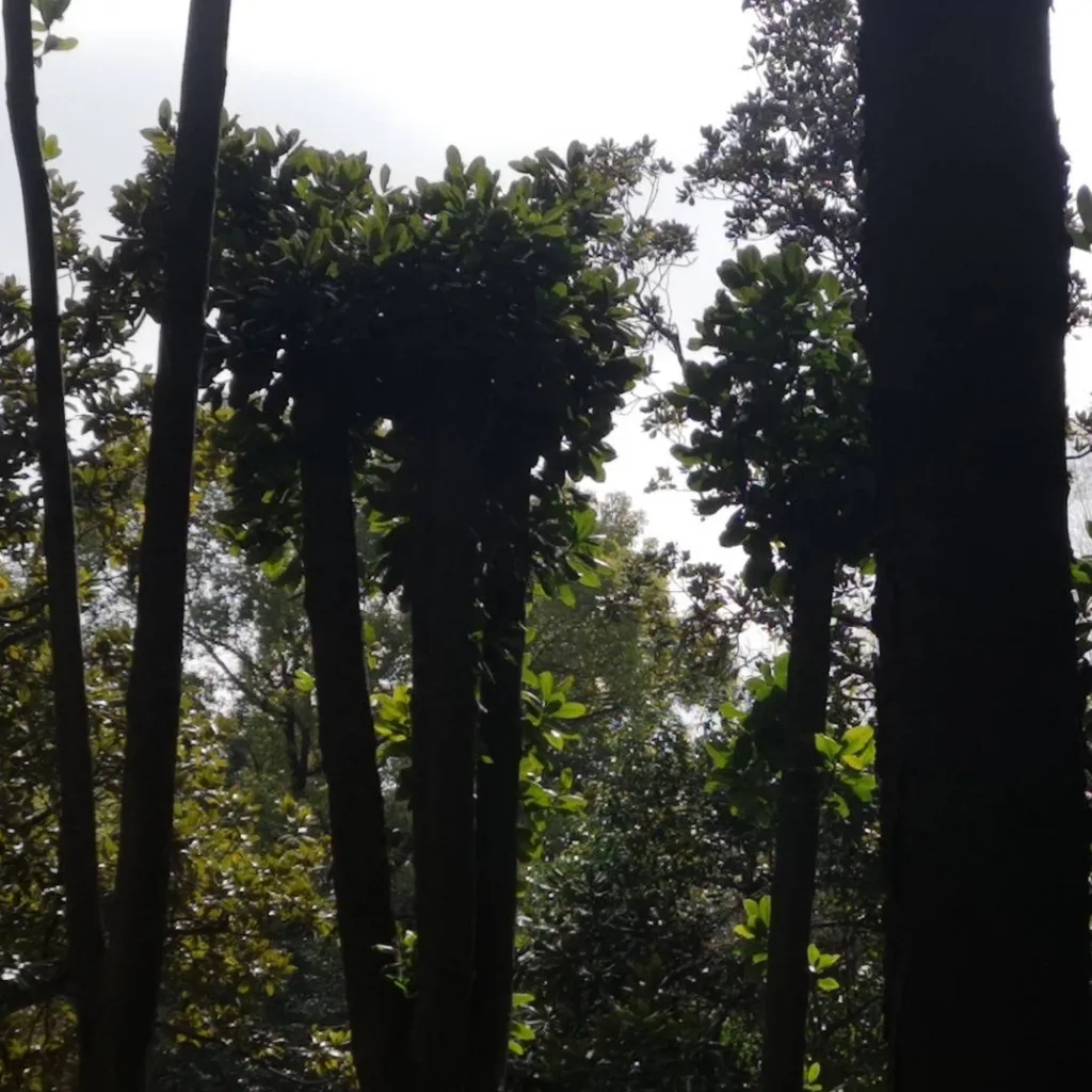 chat with ai character: Forest Nightmare