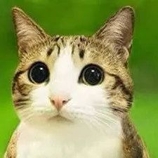 chat with ai character: Meowl