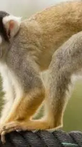 ai character: sprout is not frea background