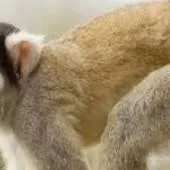 chat with ai character: sprout is not frea