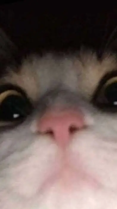 ai character: el gato miau background