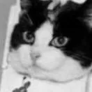 chat with ai character: felicette 