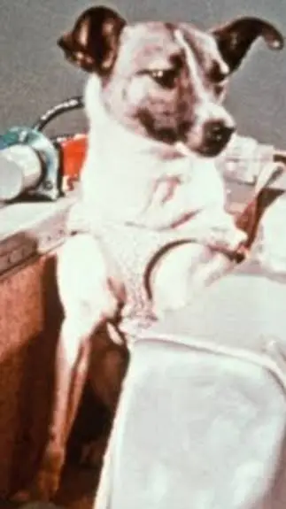 Talkie AI - Chat with laika space dog