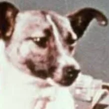 chat with ai character: laika space dog